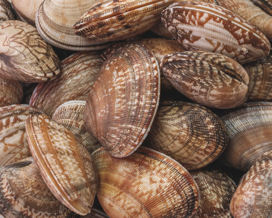 Clams