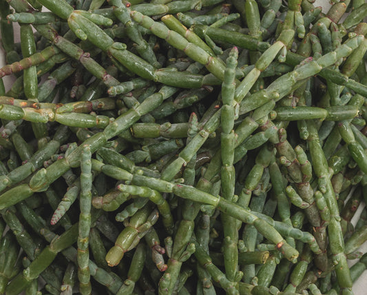 Samphire