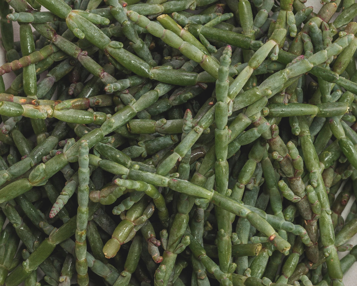 Samphire