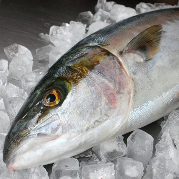 Yellowtail